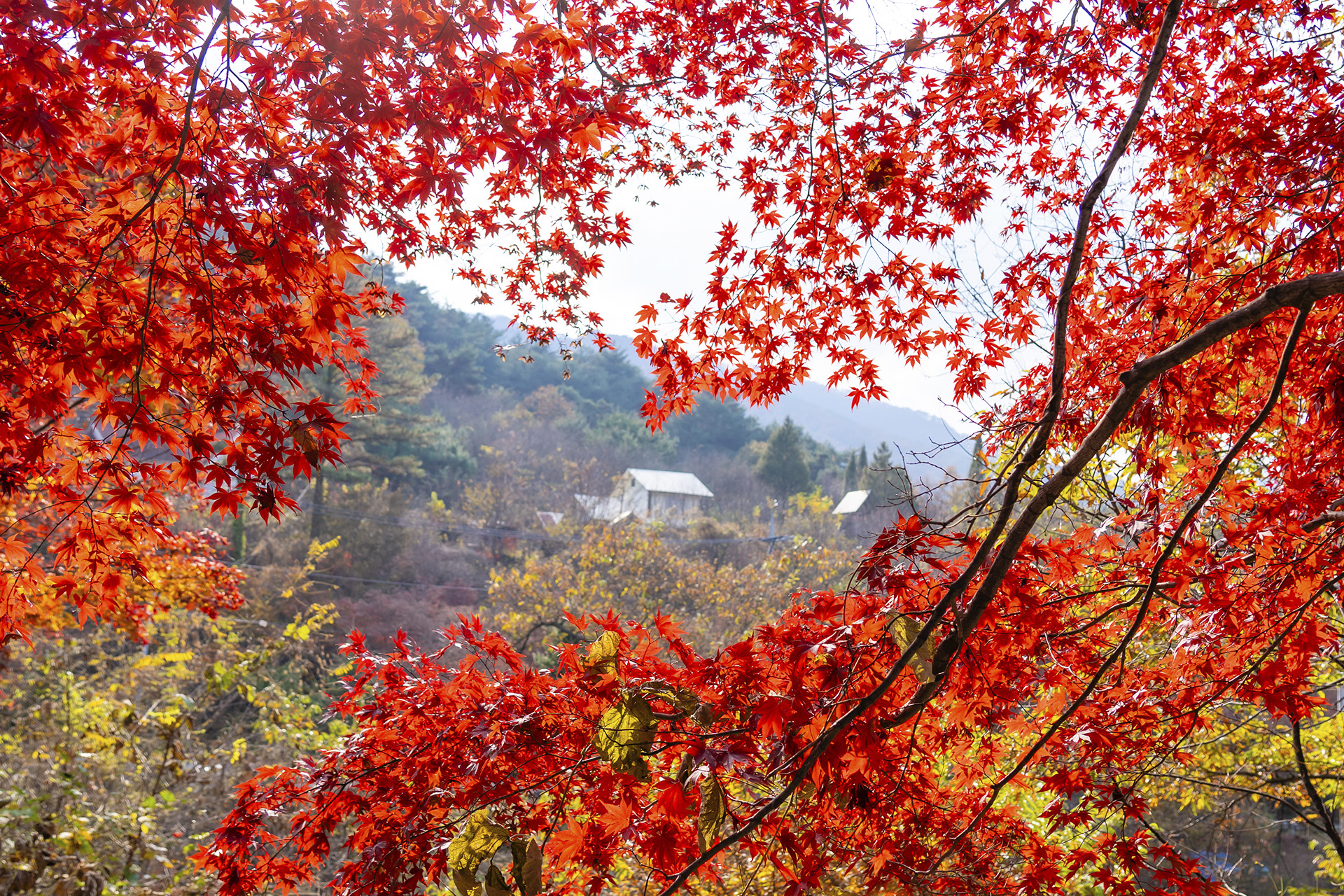 산청 밤머리재
