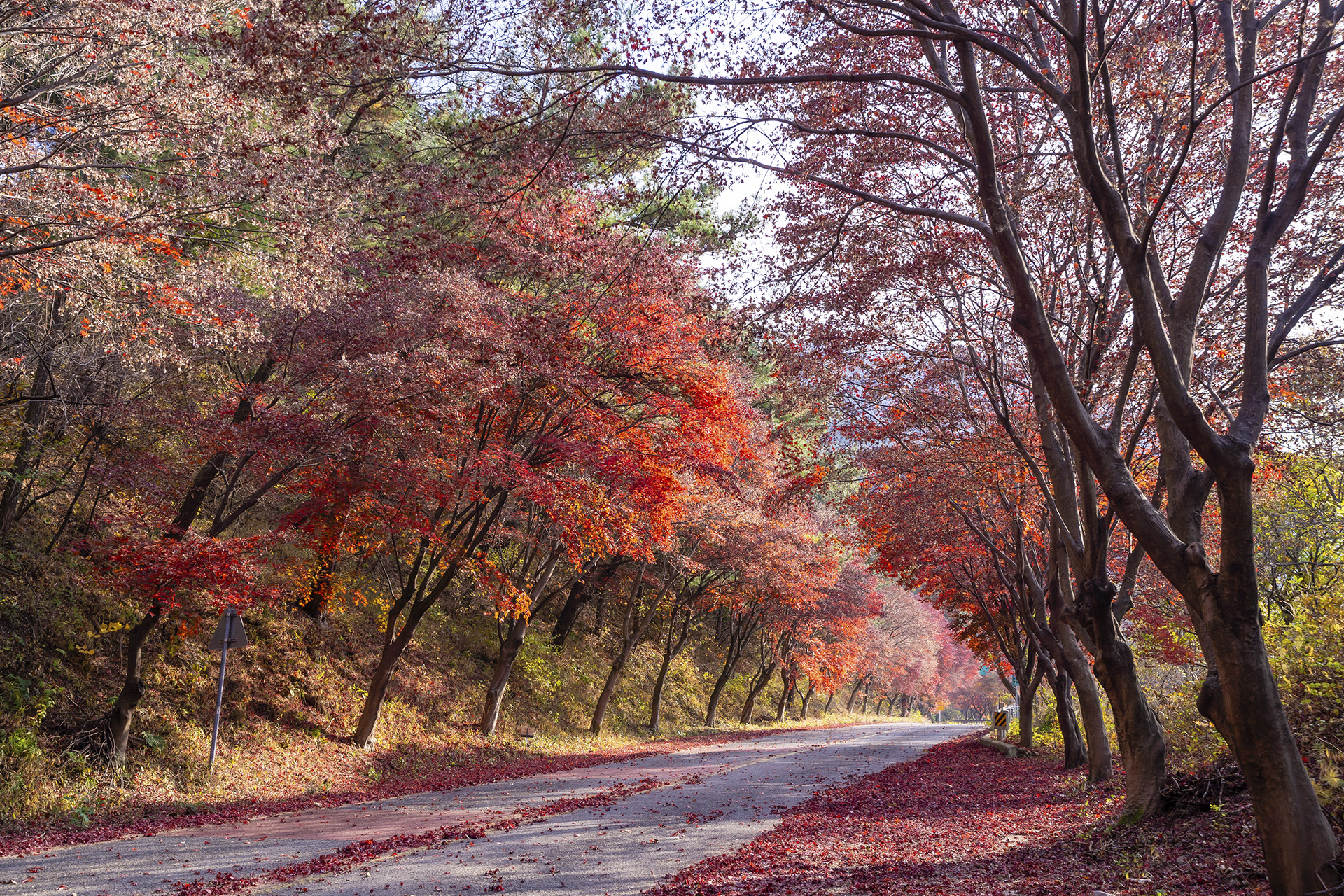 산청 밤머리재