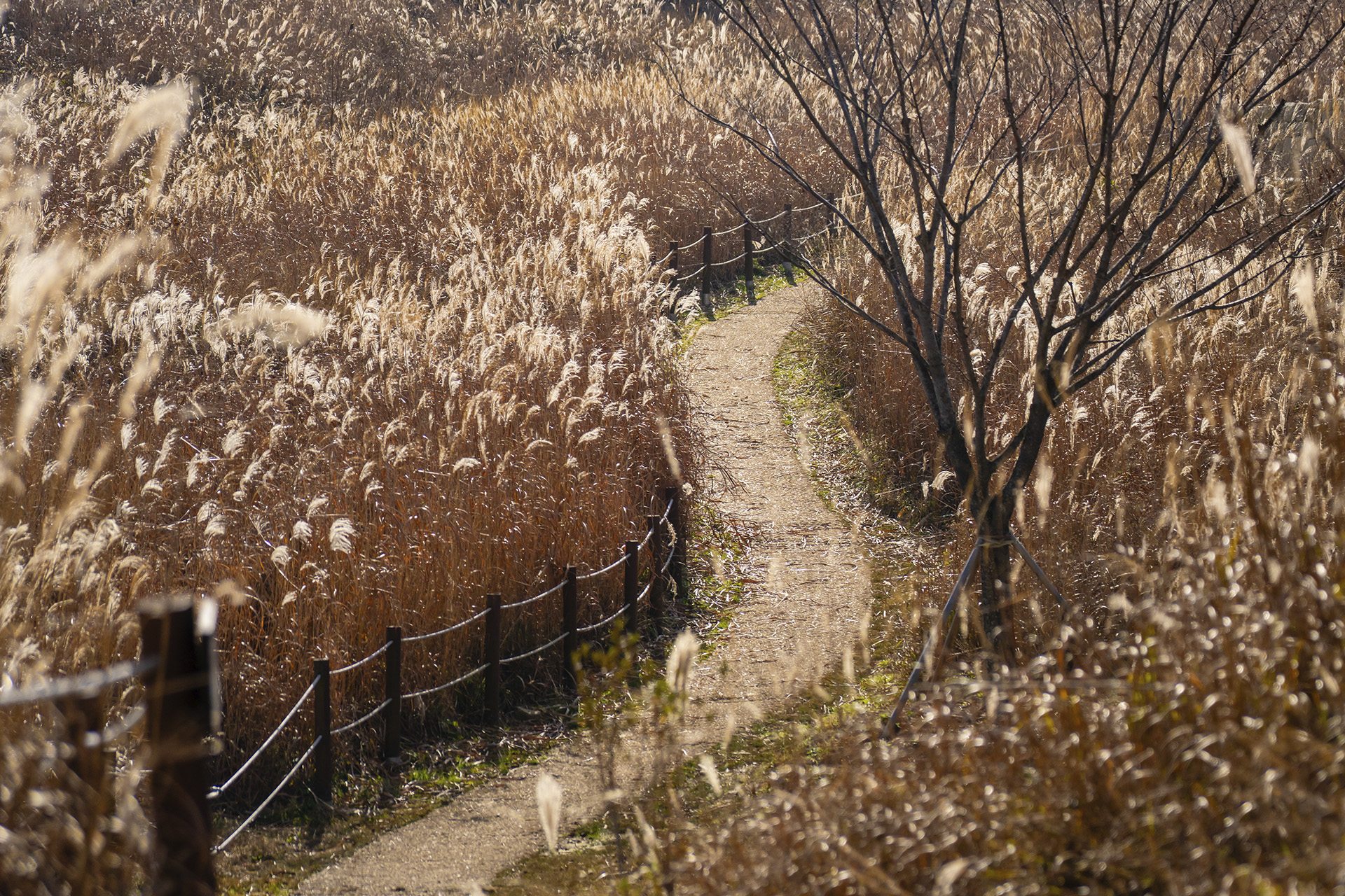 화황산 억새초원