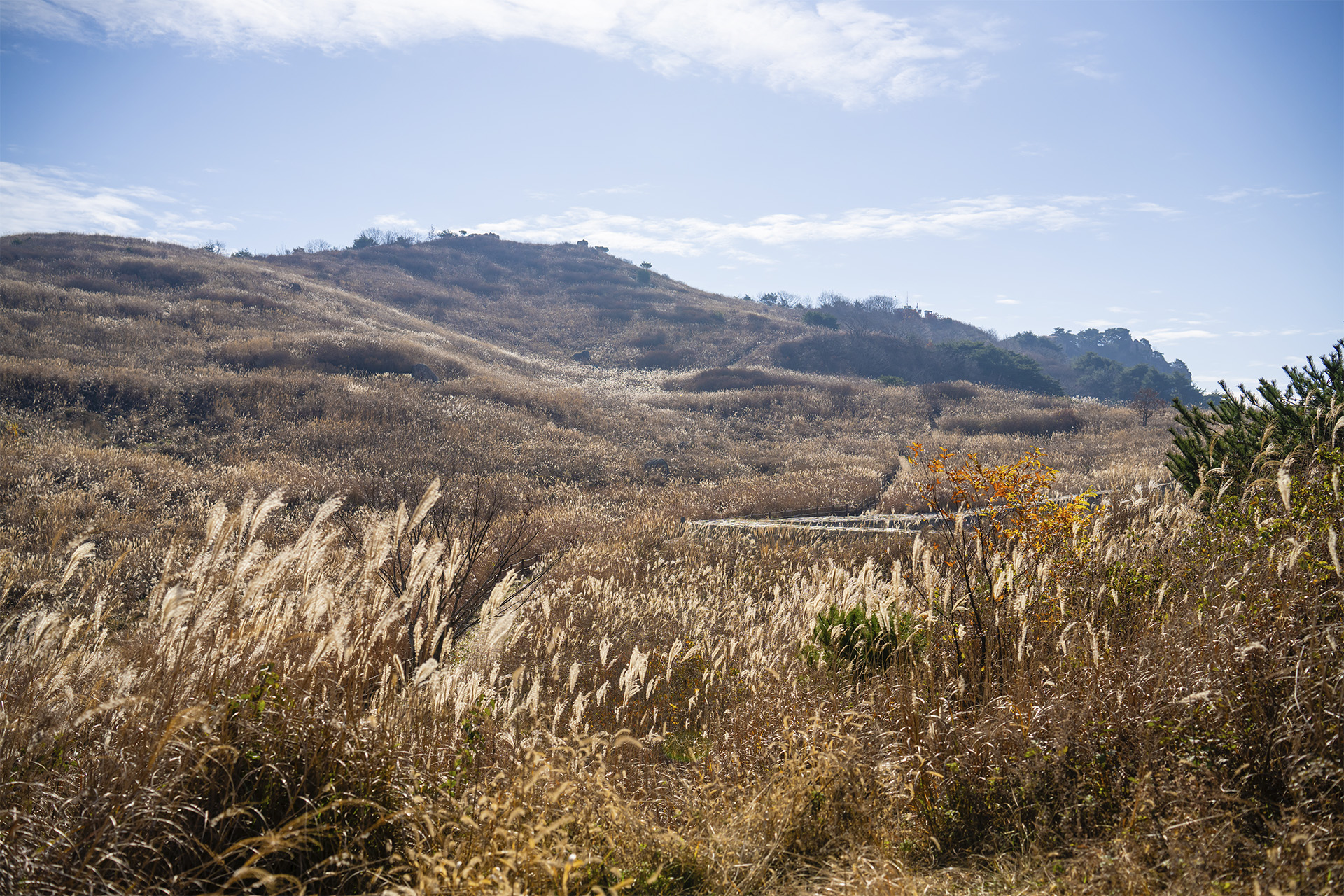 화황산 억새초원