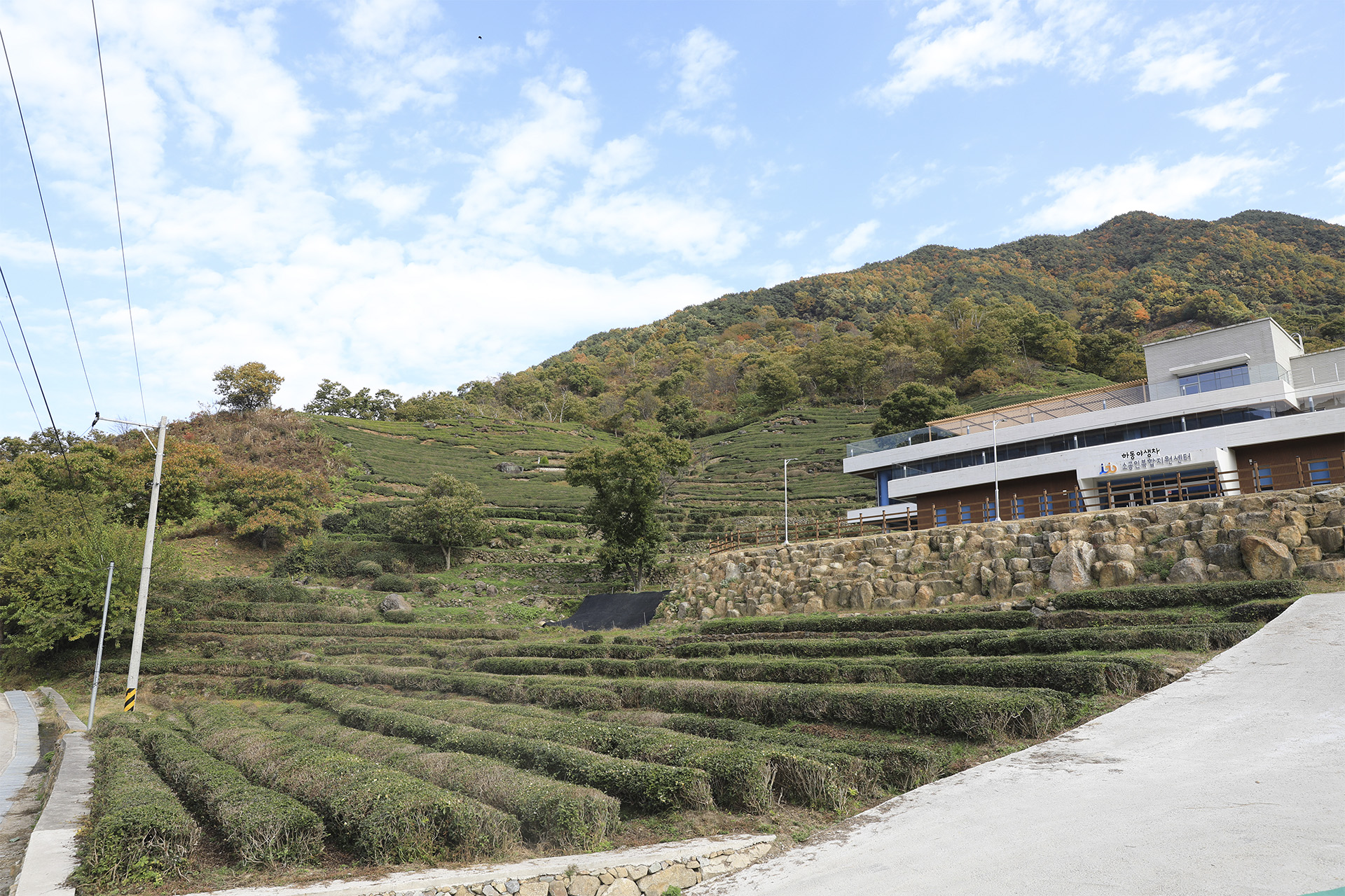 정금차밭