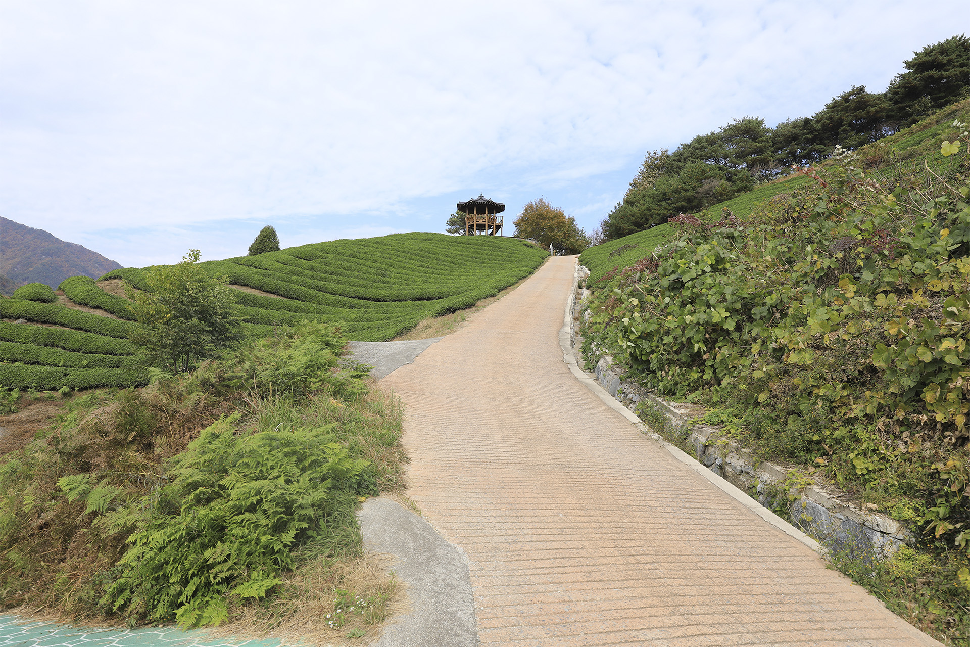 정금차밭