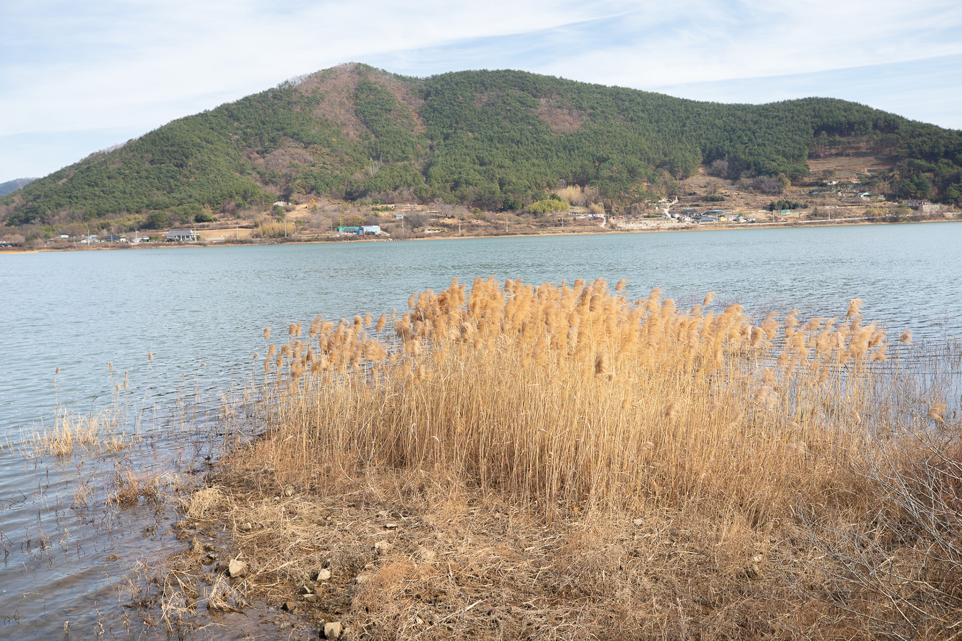 대가저수지연꽃테마공원