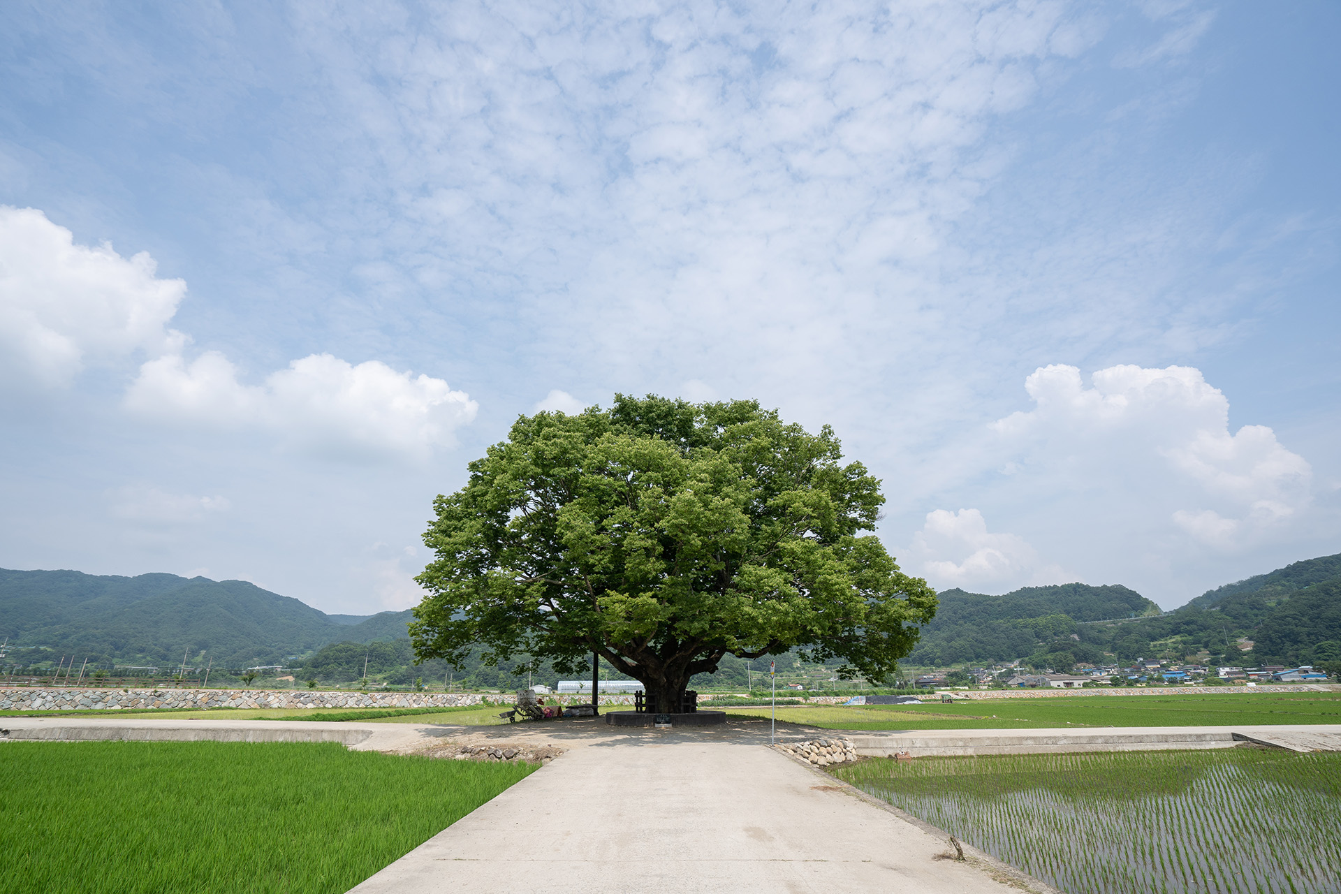 야로면 나홀로 느티나무