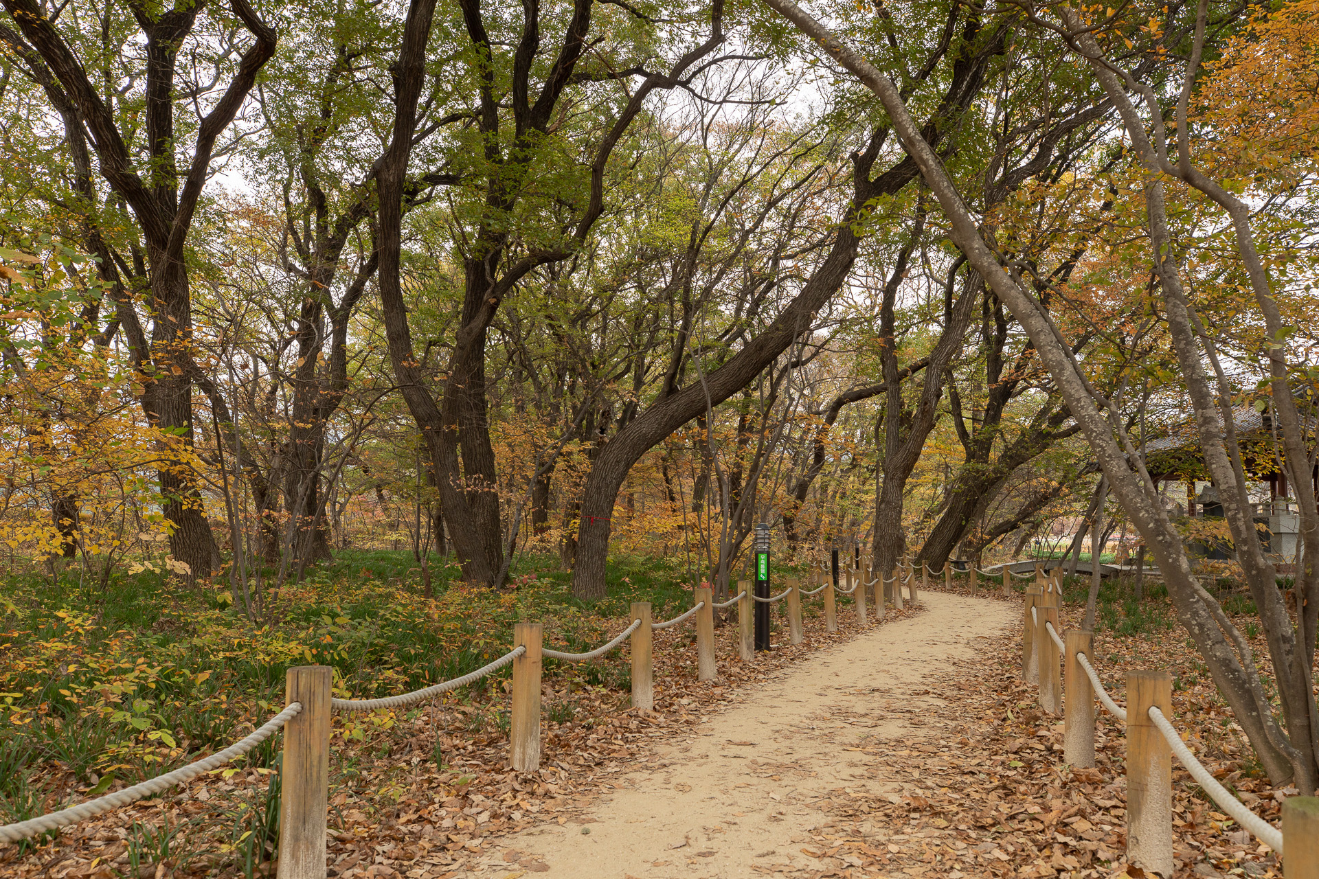 함양 상림숲