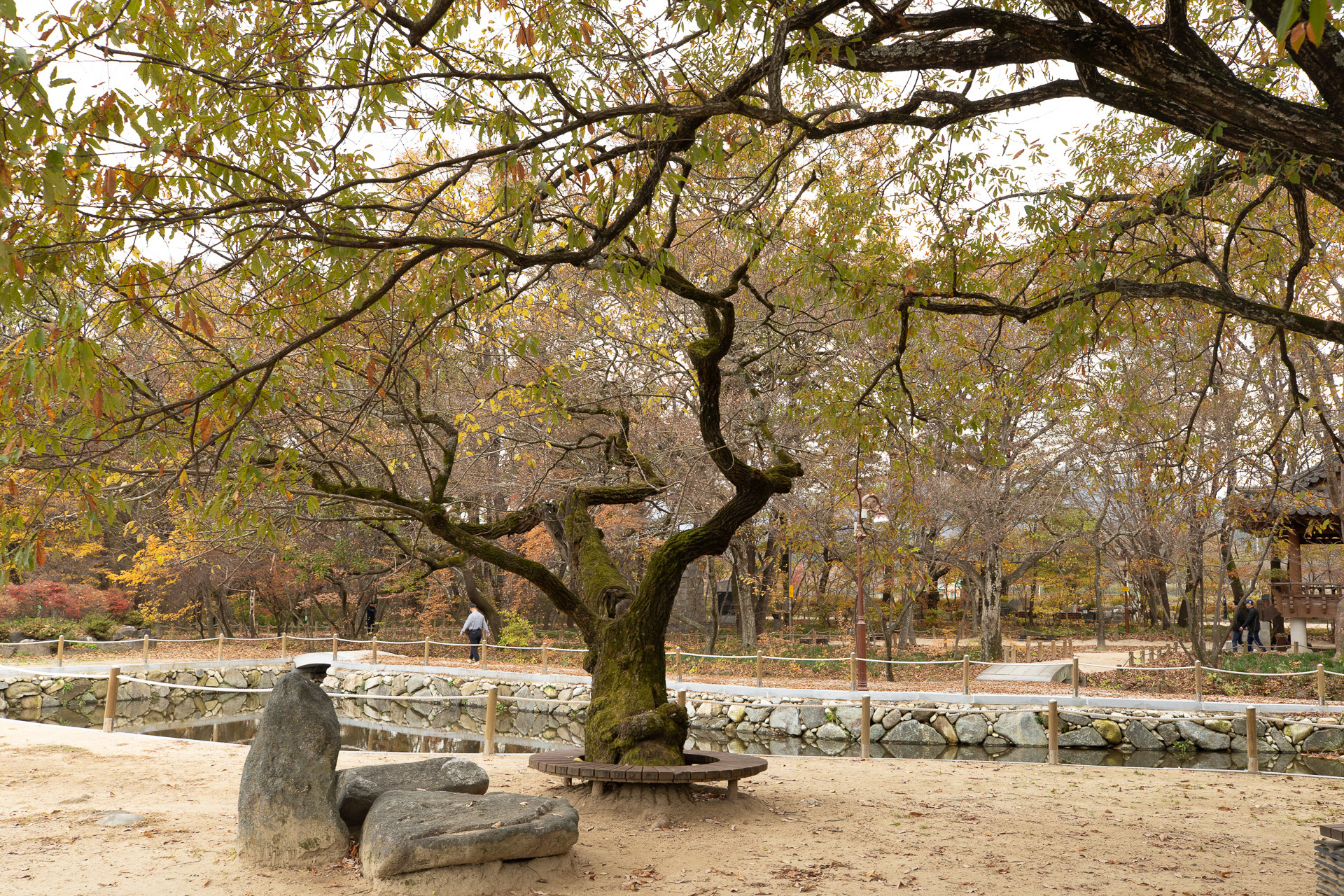 함양 상림숲