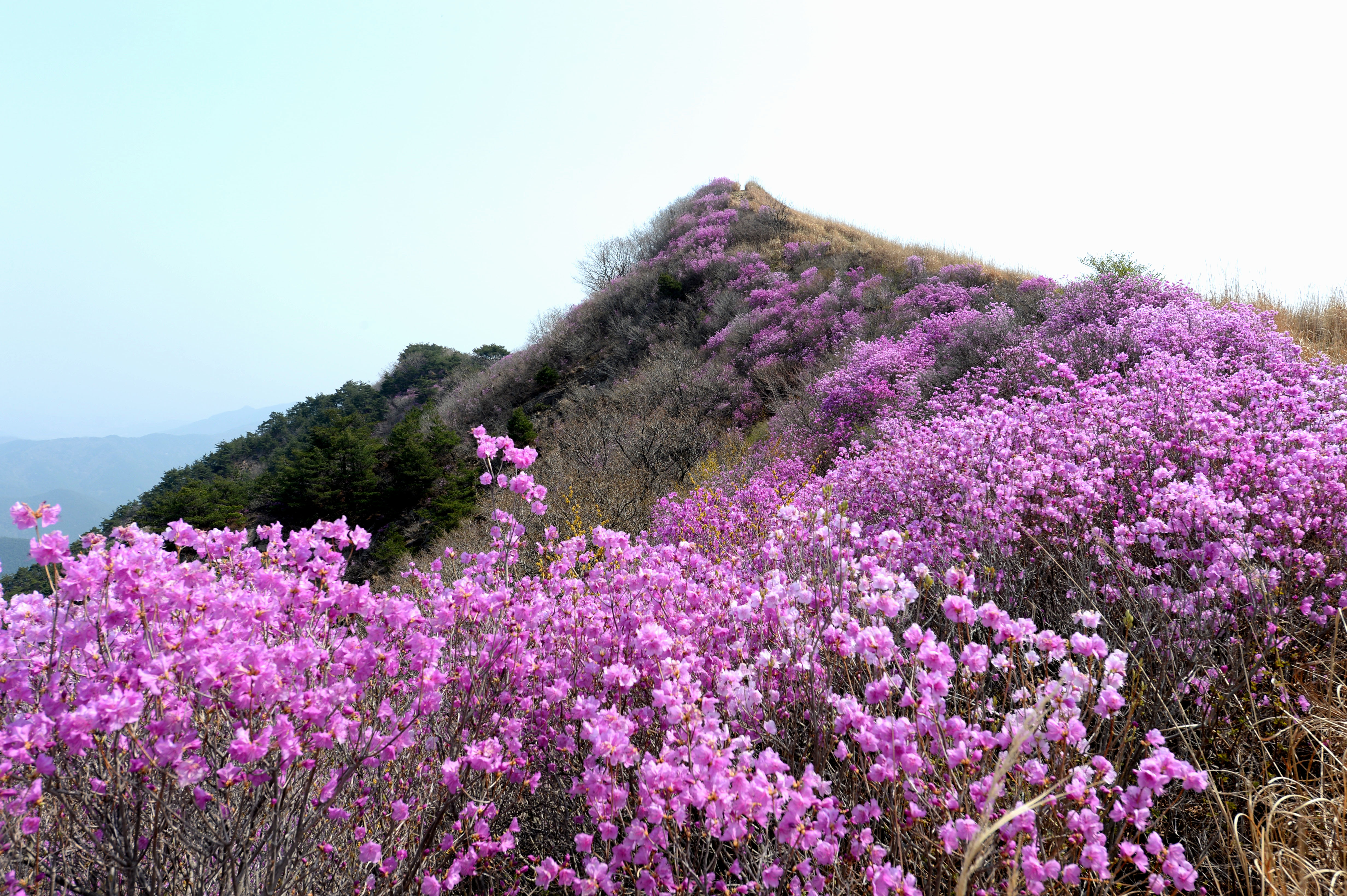 화왕산