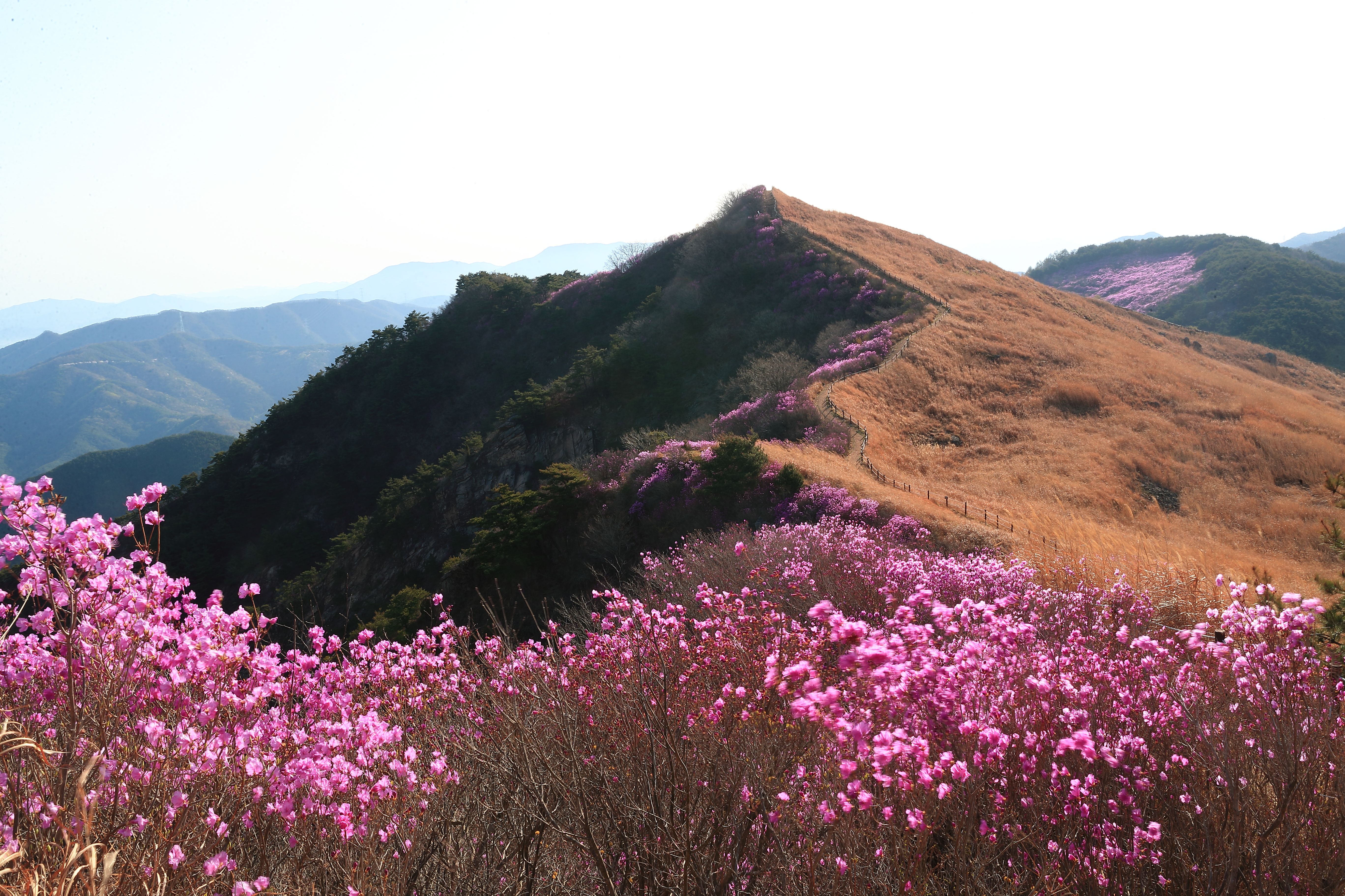 화왕산