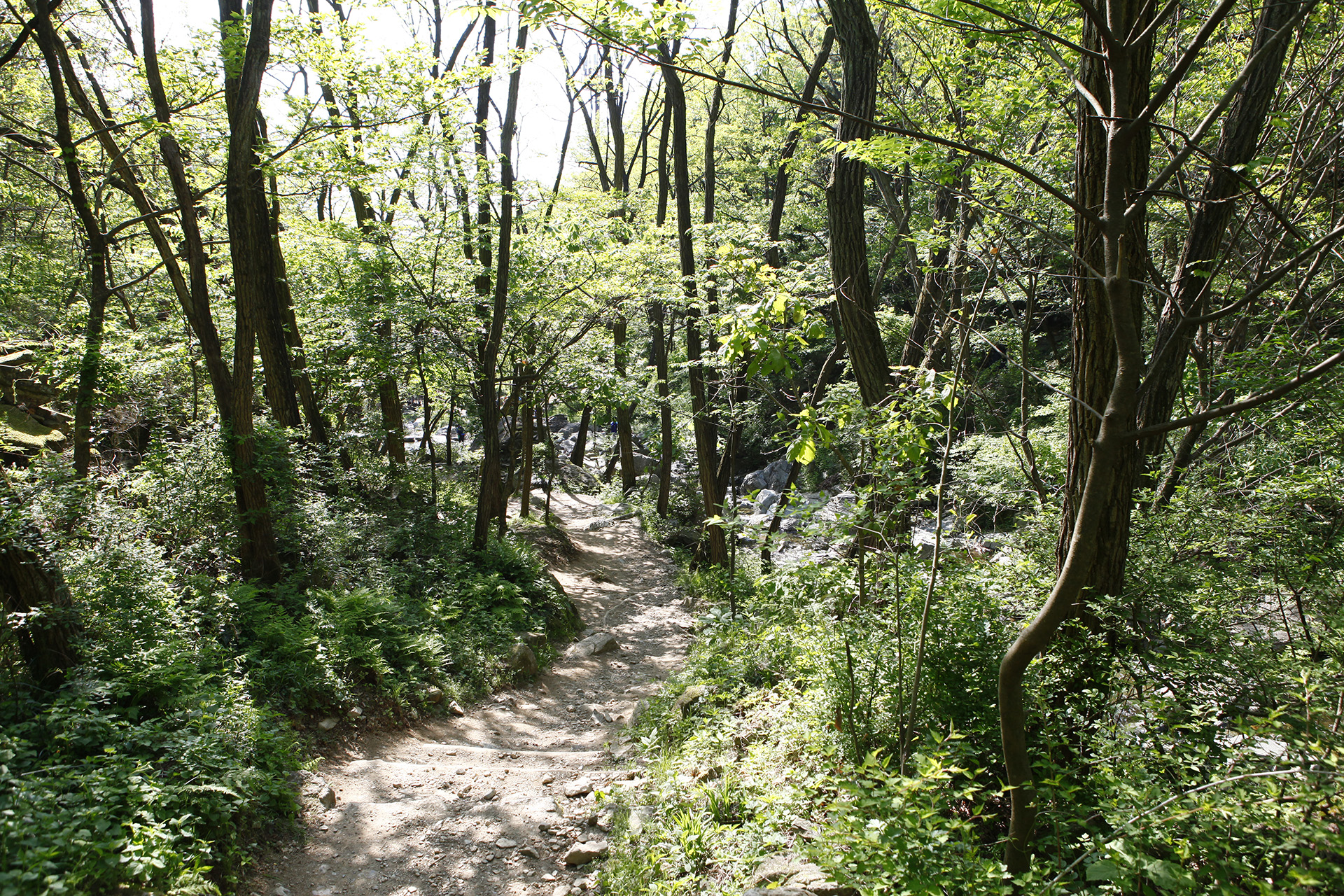 비음산