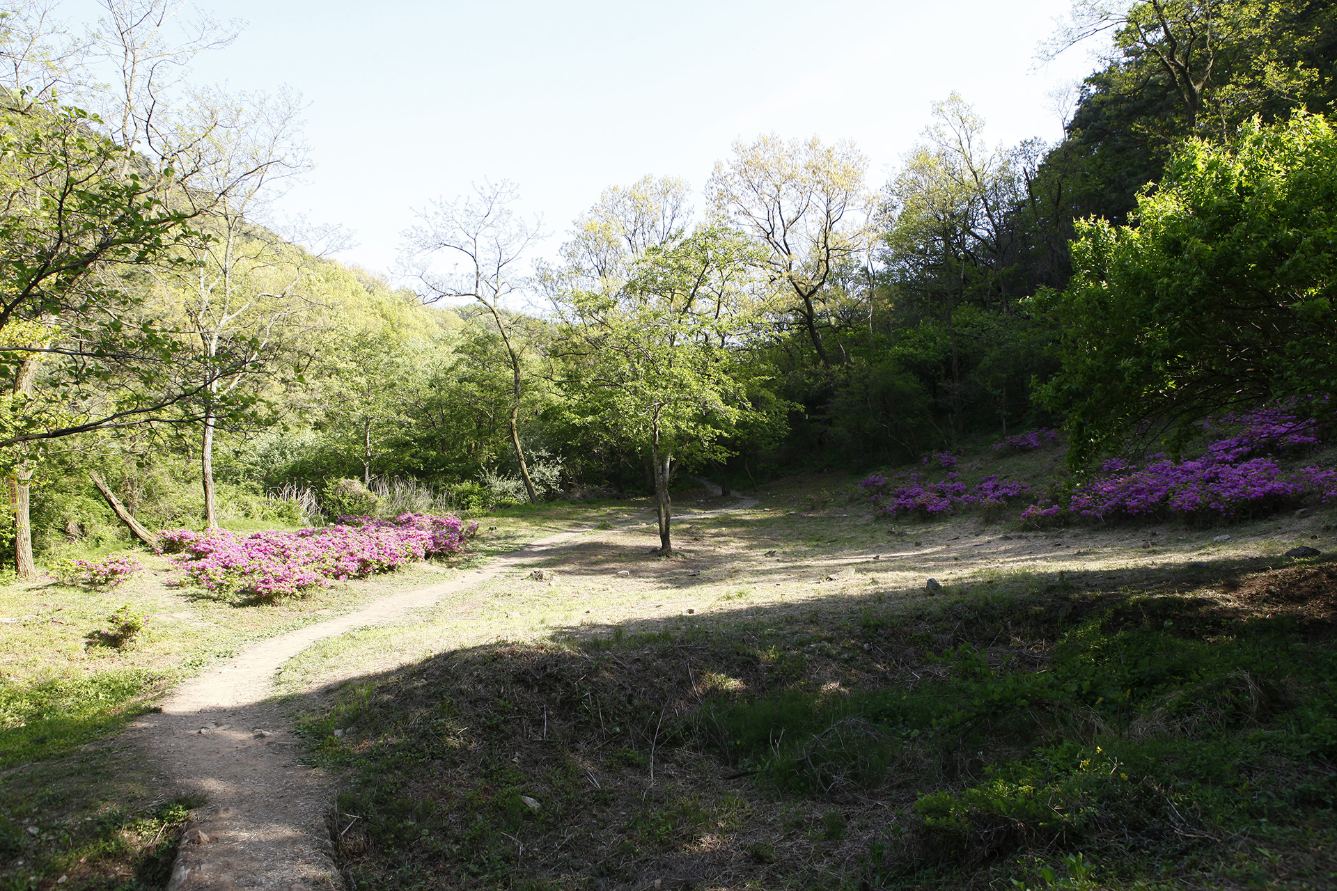 비음산