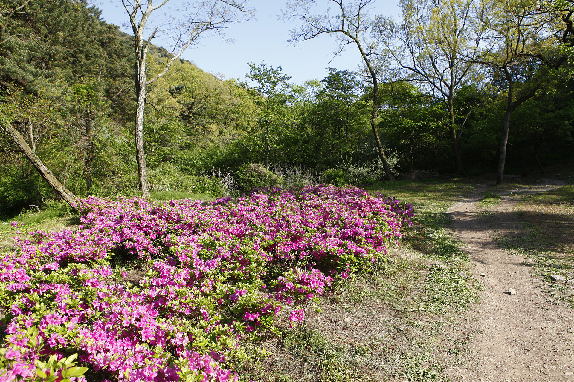 비음산
