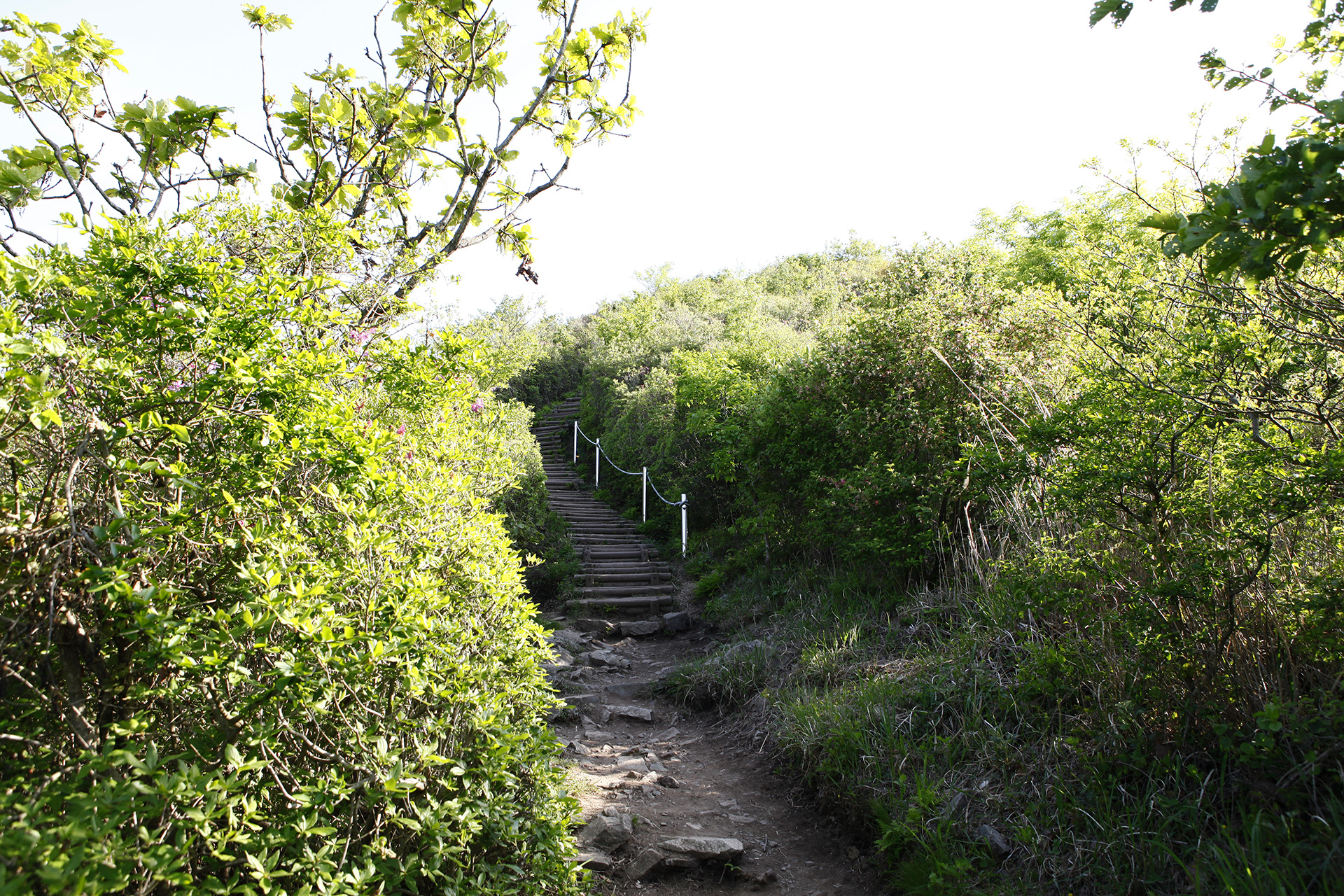 비음산