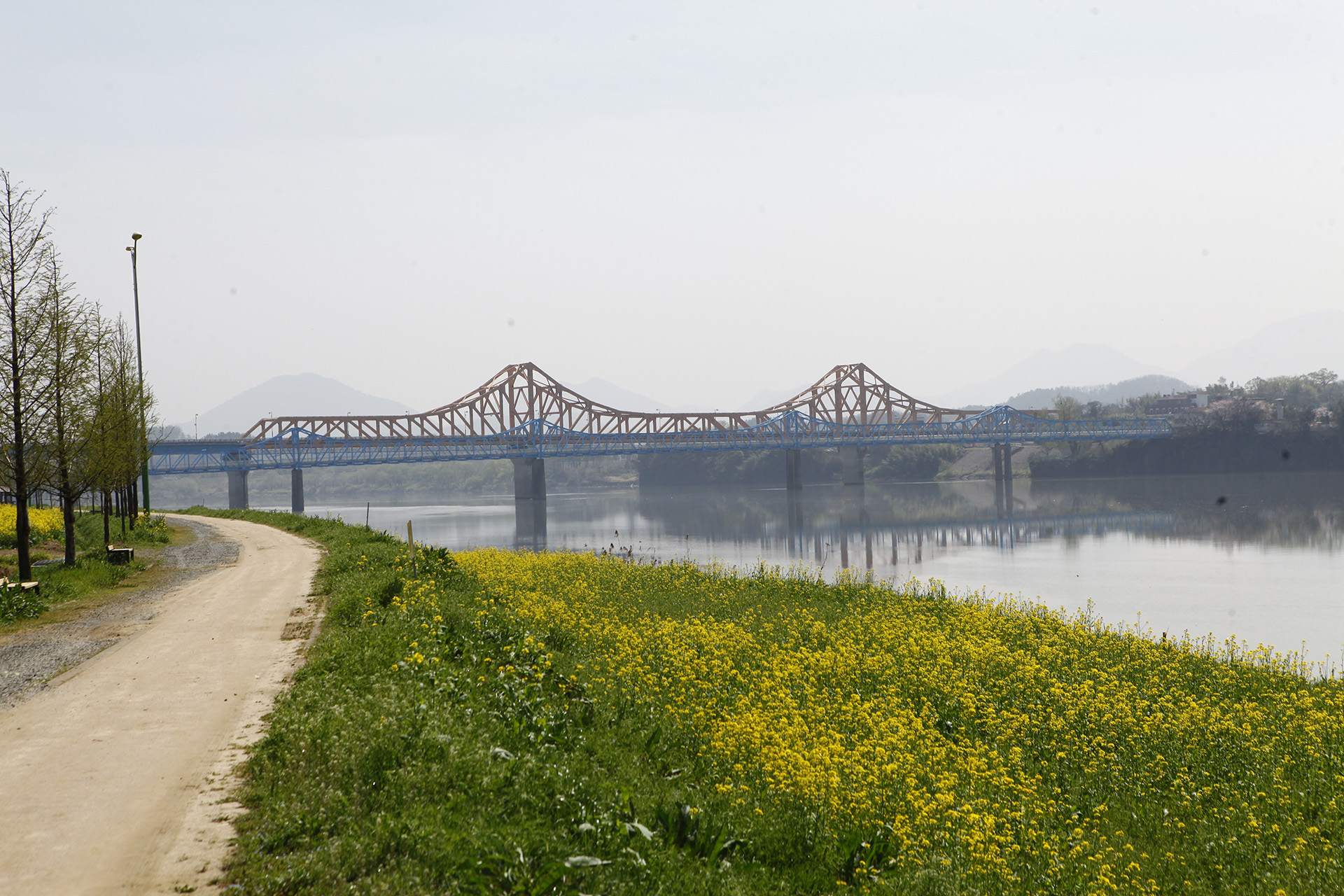 창녕 낙동강 유채단지