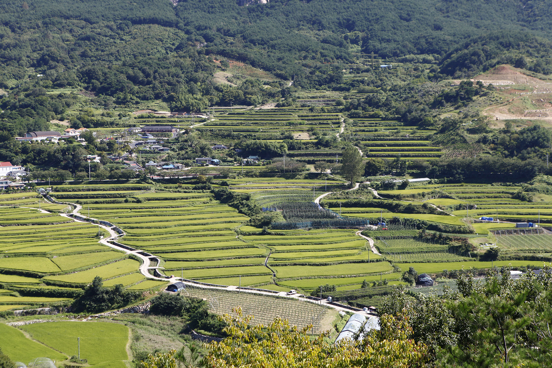산청 다랭이논