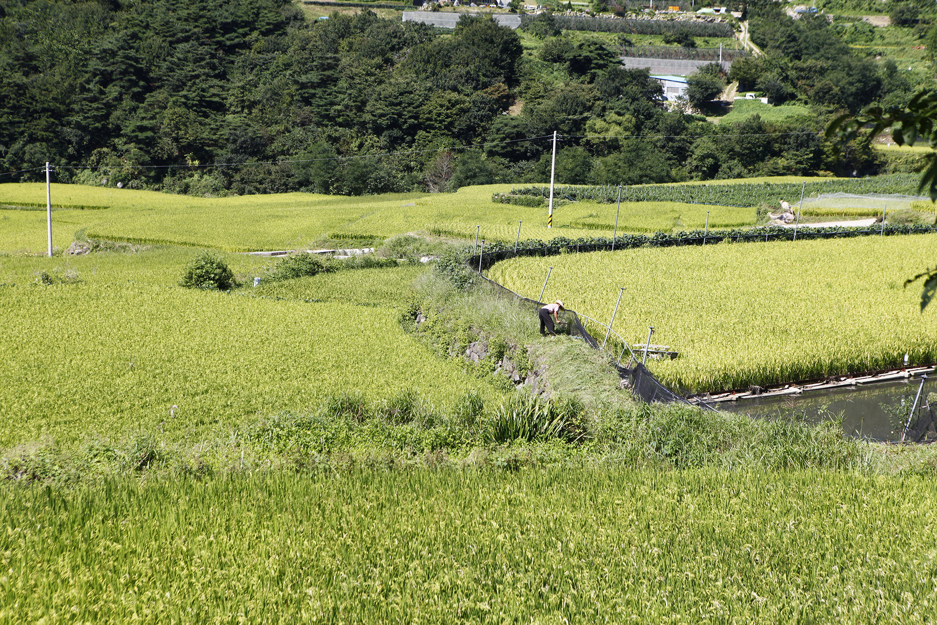 산청 다랭이논